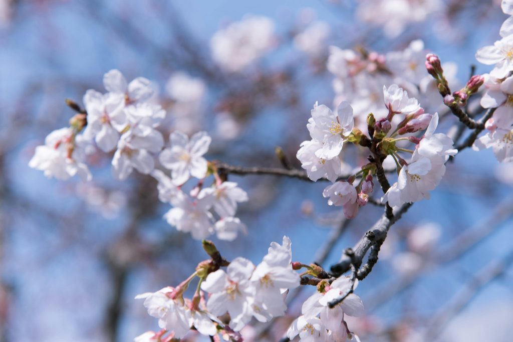 A beautiful close-up of cherry blossoms in full bloom against a clear blue sky during spring.