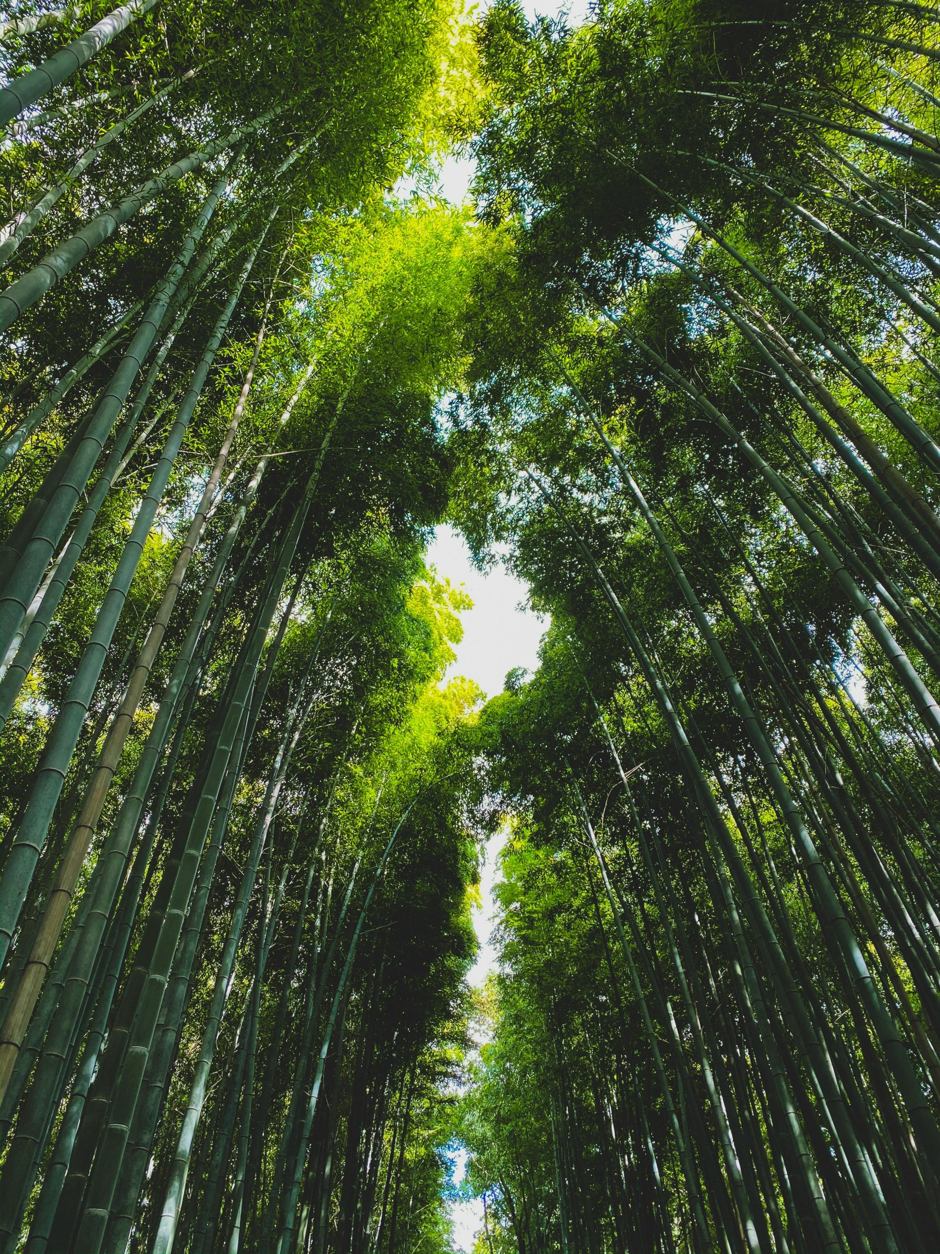 Serene bamboo forest in Kyoto, Japan, showcasing natural beauty and tranquility.